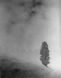 Krajina z drevesi, 1974